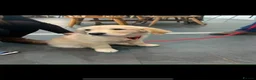 Golden Retriever dogs for stud: Golden retriever stud proven  - Advert 34