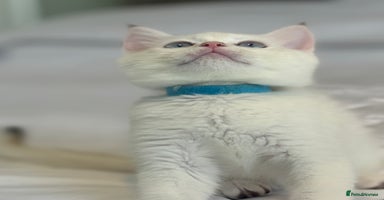 British Shorthair cats - Advert 10