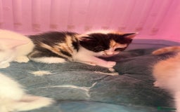 Khao Manee cats for sale: Beautiful 2 male and 2 female kittens  - Image 4