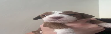 Cockapoo 1