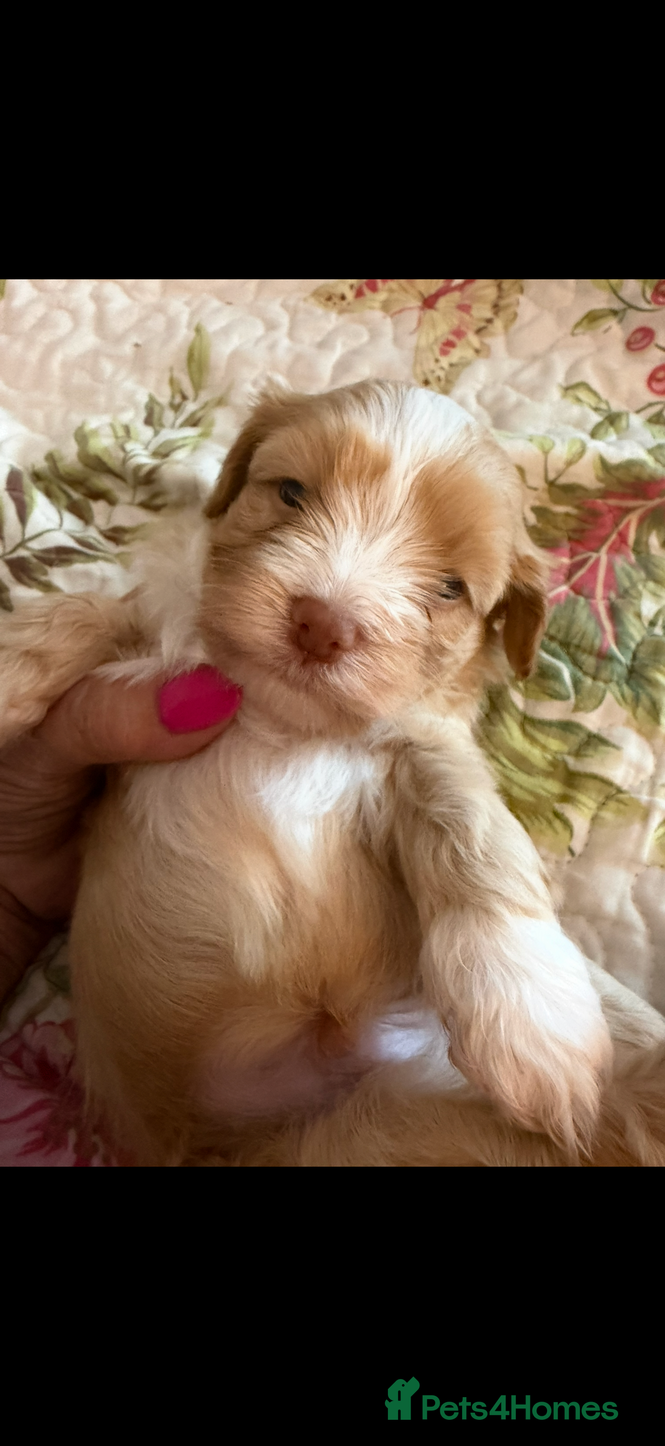 Havanese dogs Stunning KC Registered Havanese Puppies - Advert 2