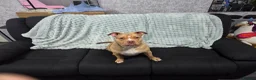 Mixed Breed dogs for sale: Female puppy bully  - Advert 2