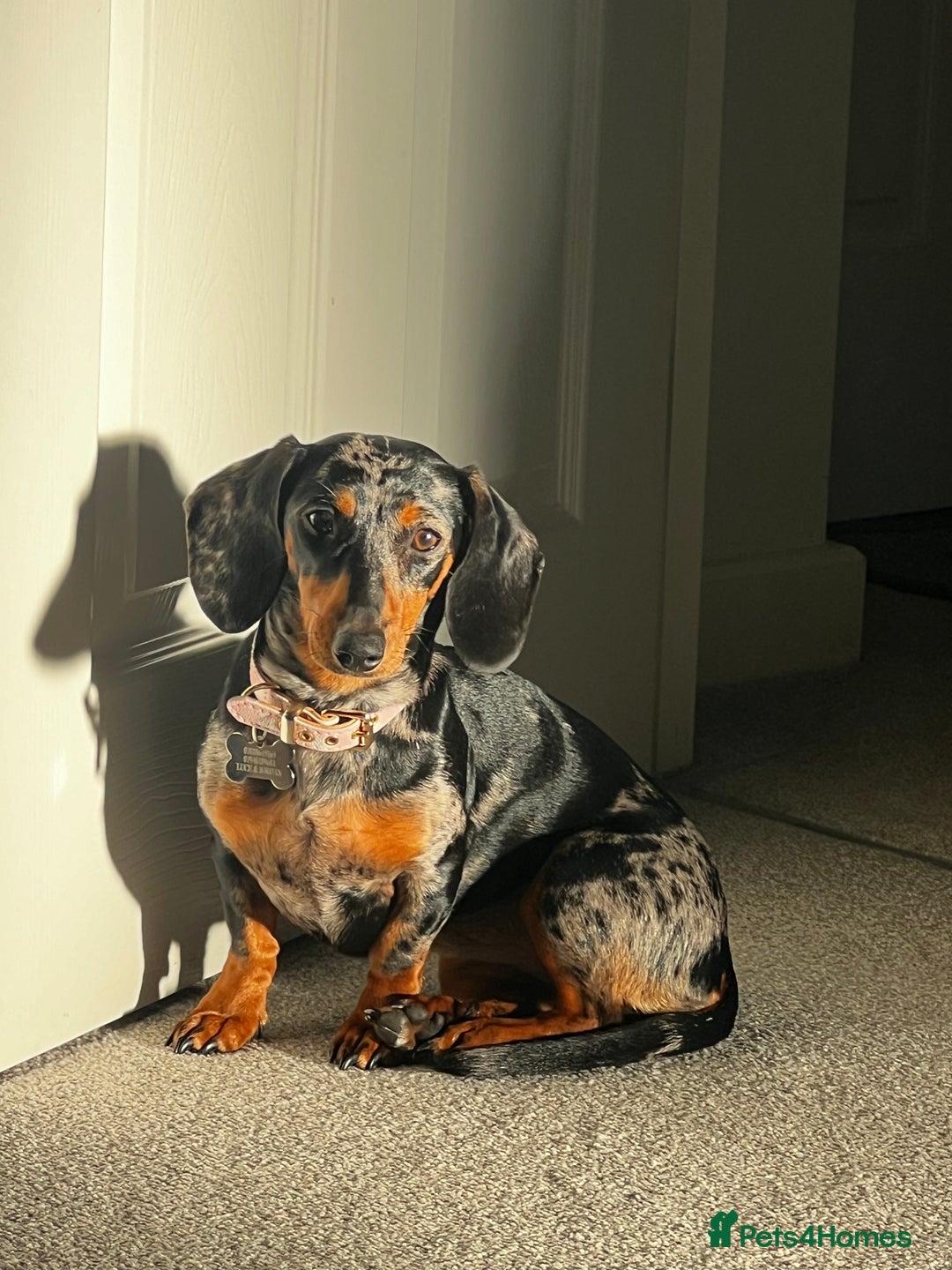 Mixed Breed dogs for sale: Miniature Dachshund's x Jack Russel puppies  - Advert 7