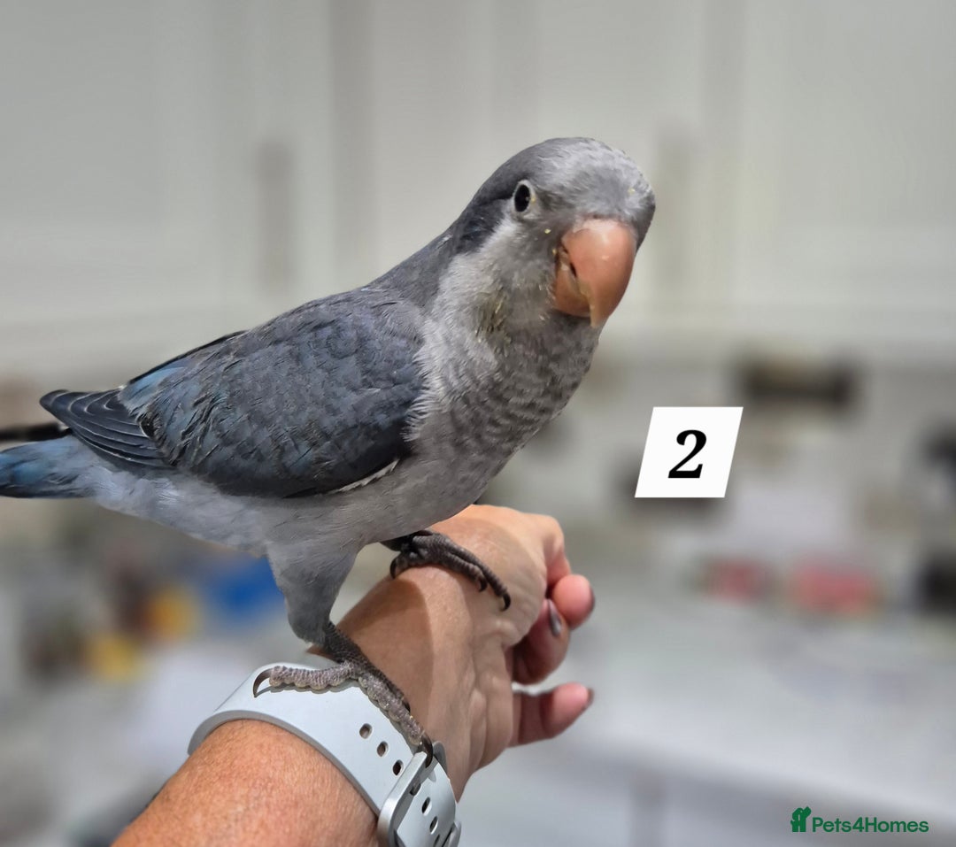 Parrots birds for sale: Handreared baby Quaker parrots Dna tested - Image 2