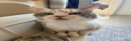 Mixed Breed cats for sale: URGENT! 5 cats need rehoming (together all bonded) - Advert 2