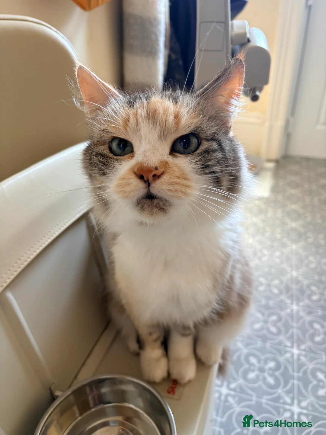 Mixed Breed cats for sale: URGENT! 5 cats need rehoming (together all bonded) - Advert 2