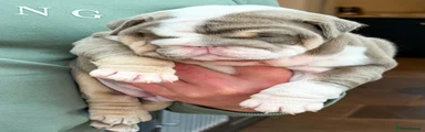 English Bulldog 1