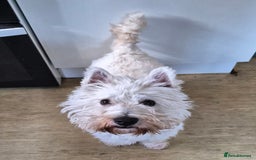 West Highland Terrier dogs for sale: Westie for sale £750 no offers. - Image 2