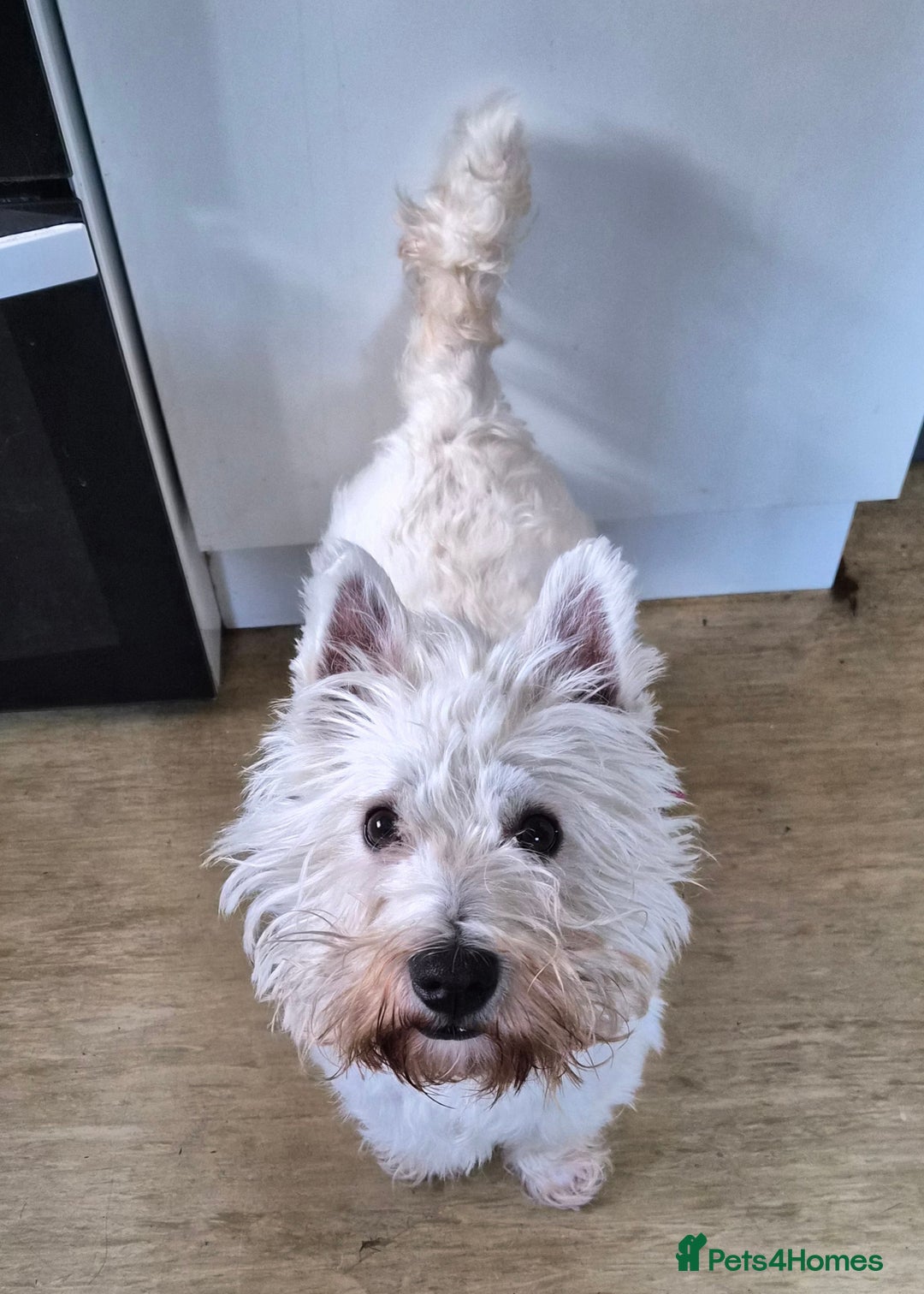 West Highland Terrier dogs for sale: Westie for sale £750 no offers. - Image 2