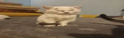 Siberian cats for sale: Siberian kittens  - Advert 11