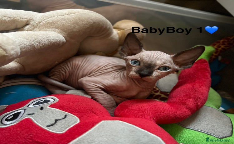 Sphynx cats - Advert 1