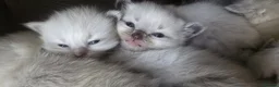 Mixed Breed cats for sale: Ragdoll/Siberian mix kittens - Advert 3