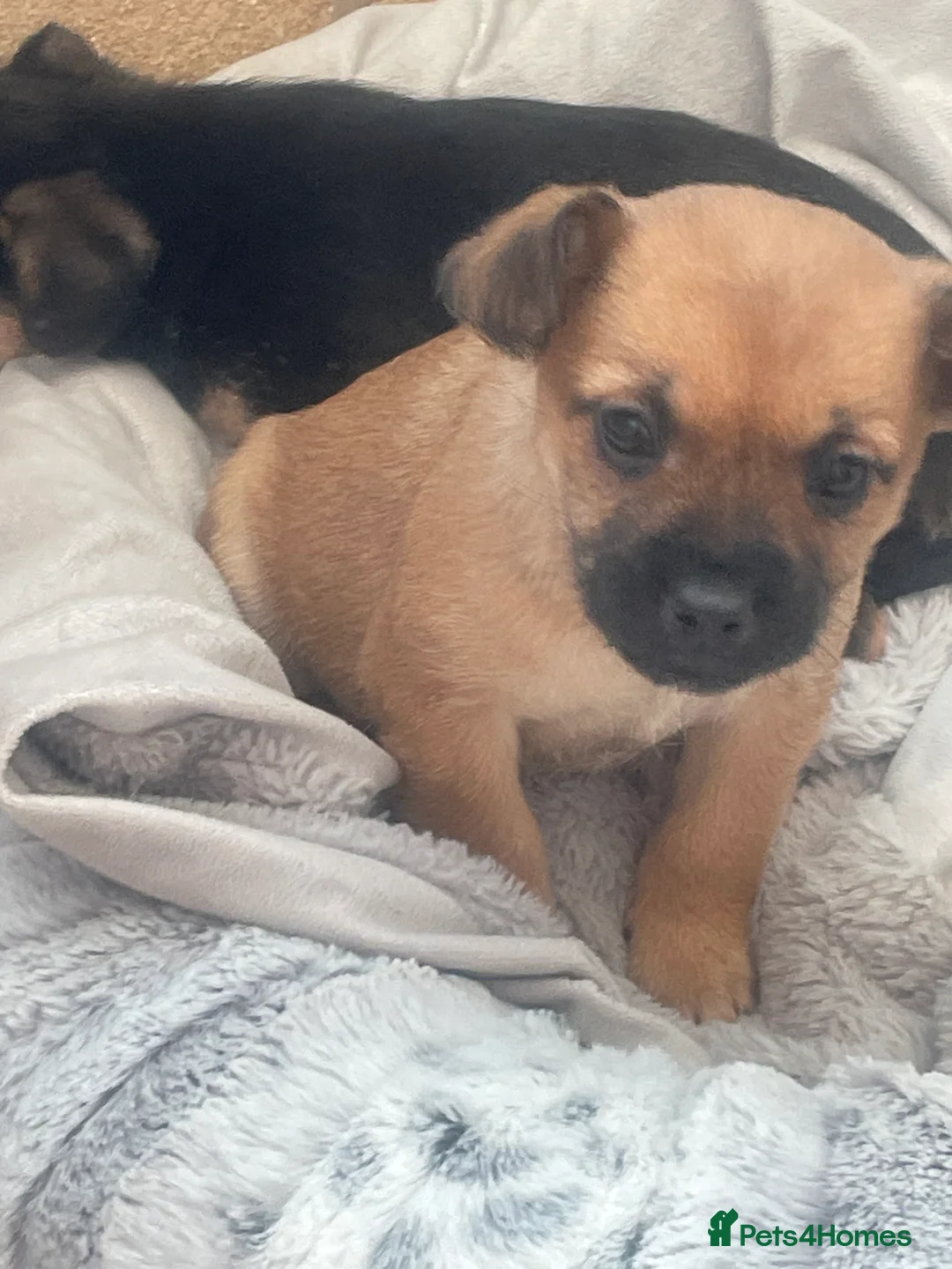 Mixed Breed dogs for sale: Adorable Frenchie-Poodle  **last male  - Advert 14