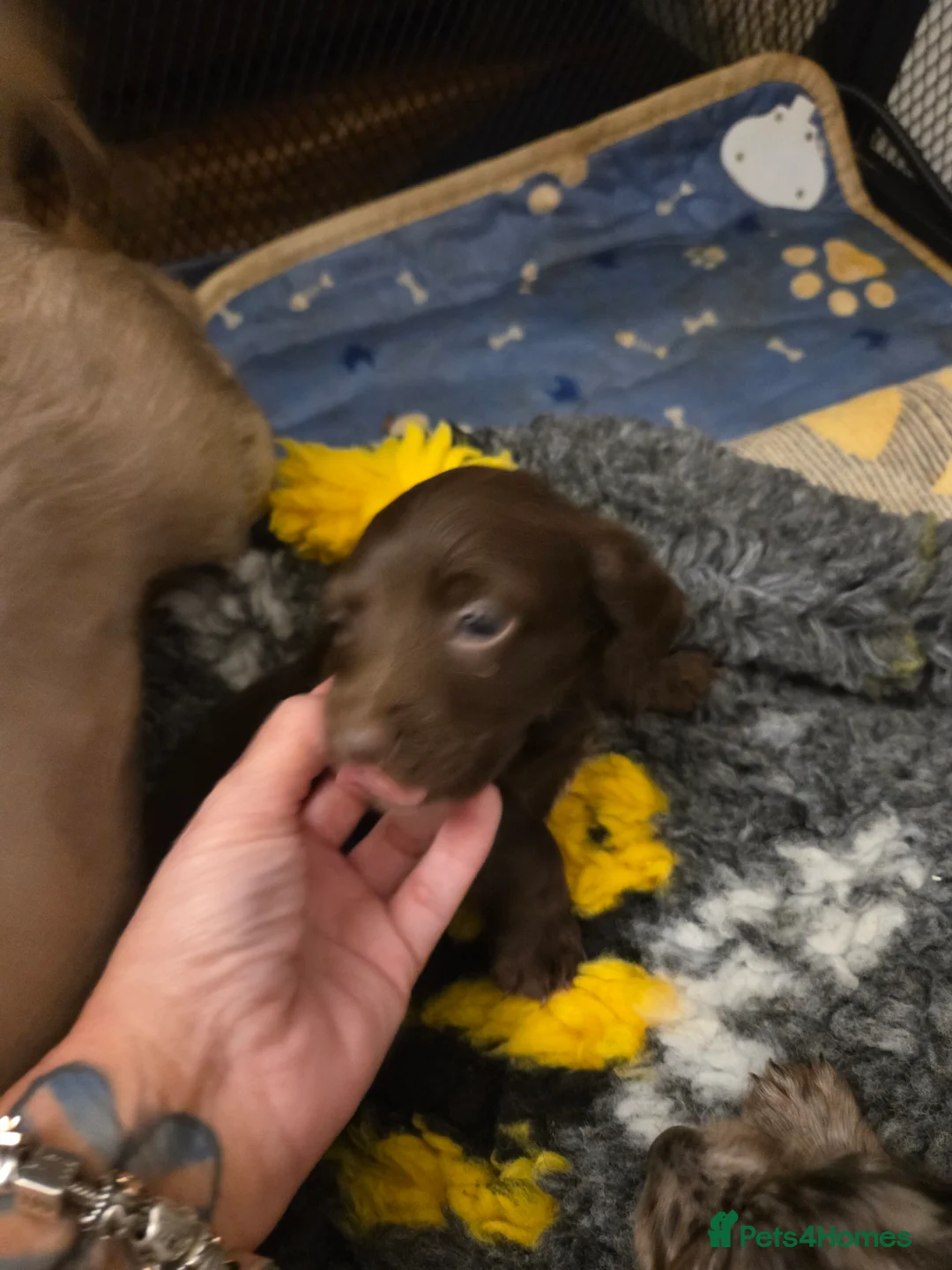 Miniature Dachshund dogs for sale: Longhaired minature dachshunds  - Advert 5