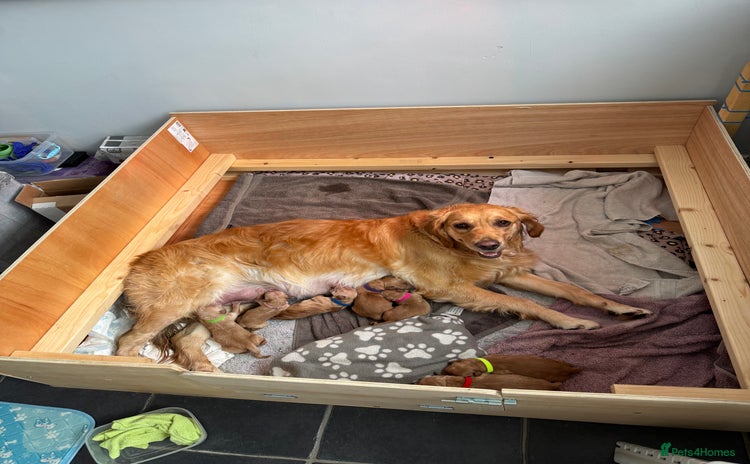Golden Retriever dogs - Advert 1