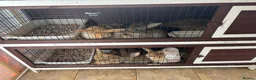 Continental Giant rabbits for sale: 3 left 1 boy and 2 girls all ginger  - Advert 13