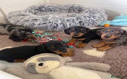 Miniature Dachshund dogs for sale: Miniature Dachshund Puppies  - Image 1