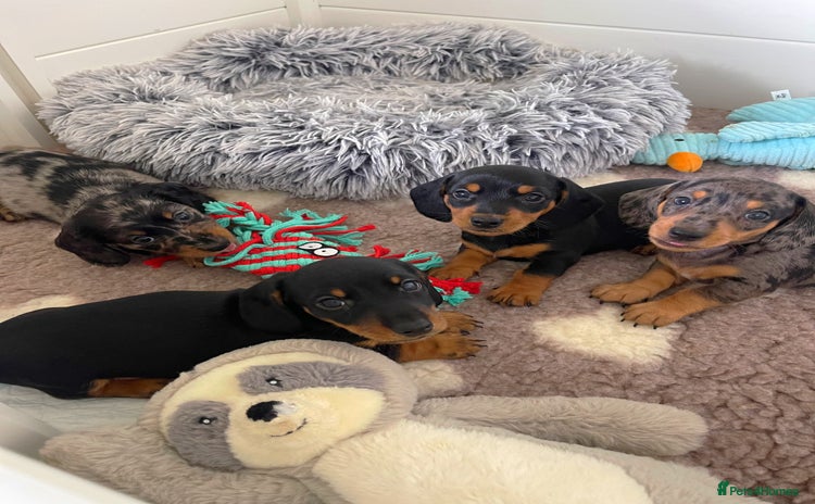 Miniature Dachshund dogs - Advert 15