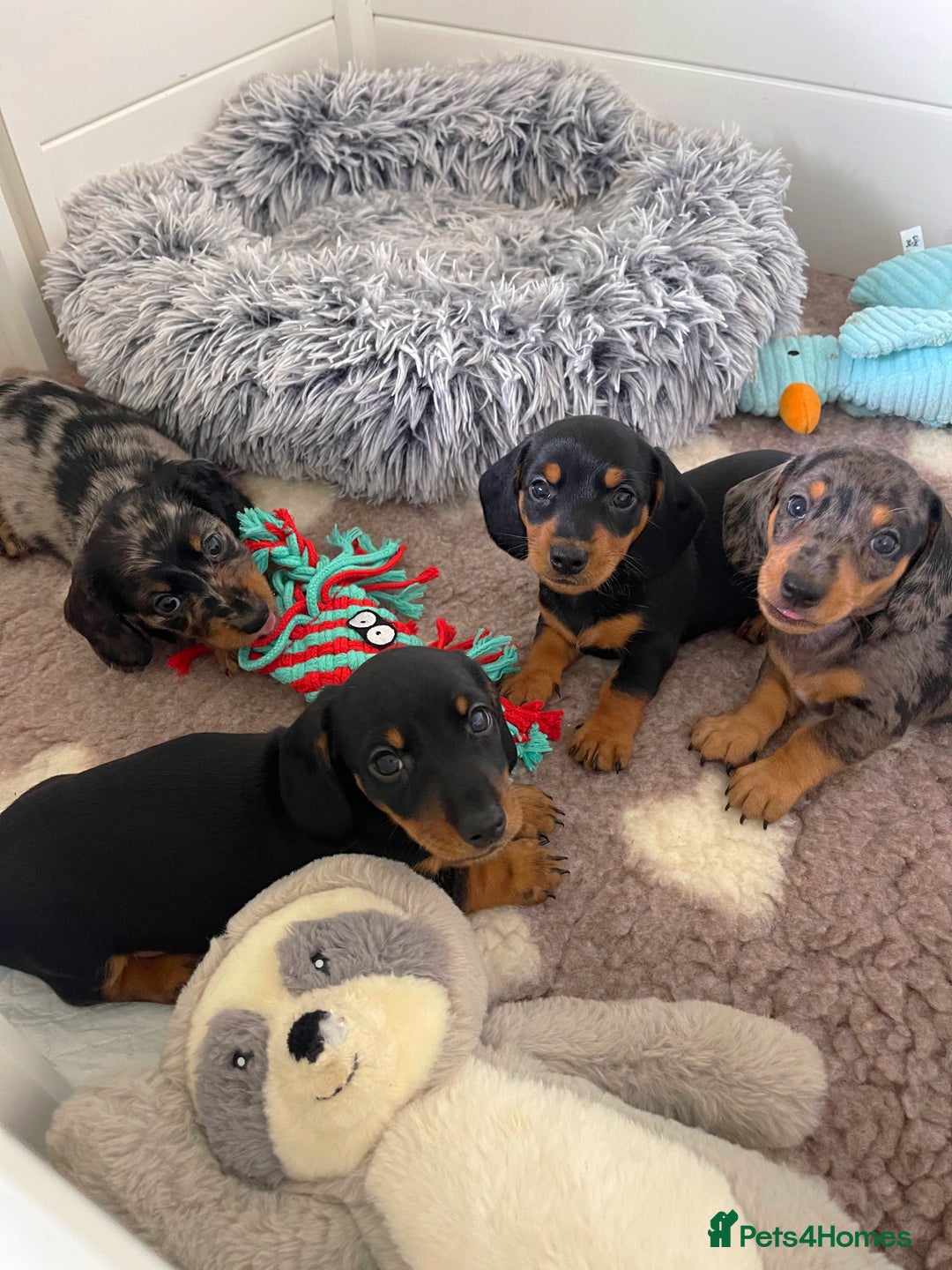 Miniature Dachshund dogs for sale: Miniature Dachshund Puppies  - Image 1