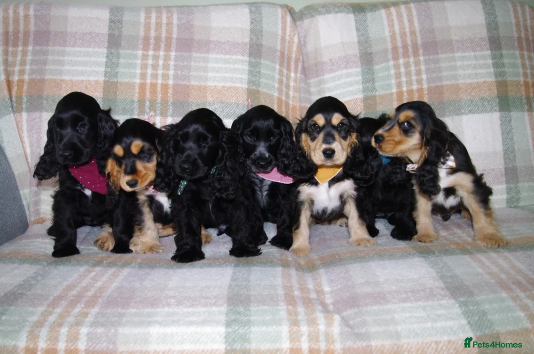 Cocker Spaniel dogs for sale: Beautiful Show Cocker Spaniel Puppies  - Advert 1