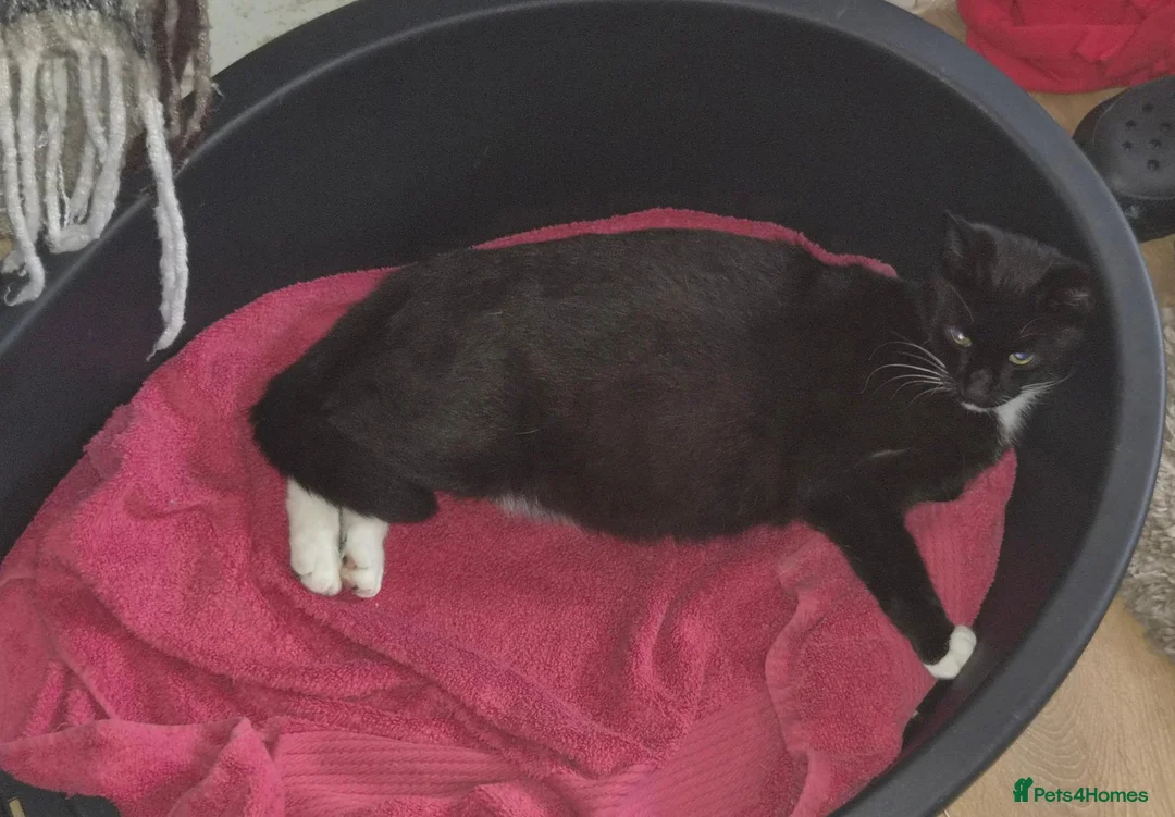 Mixed Breed cats for sale: 4 beautiful kittens (unsure of sex currently)  in Boston - Advert 2