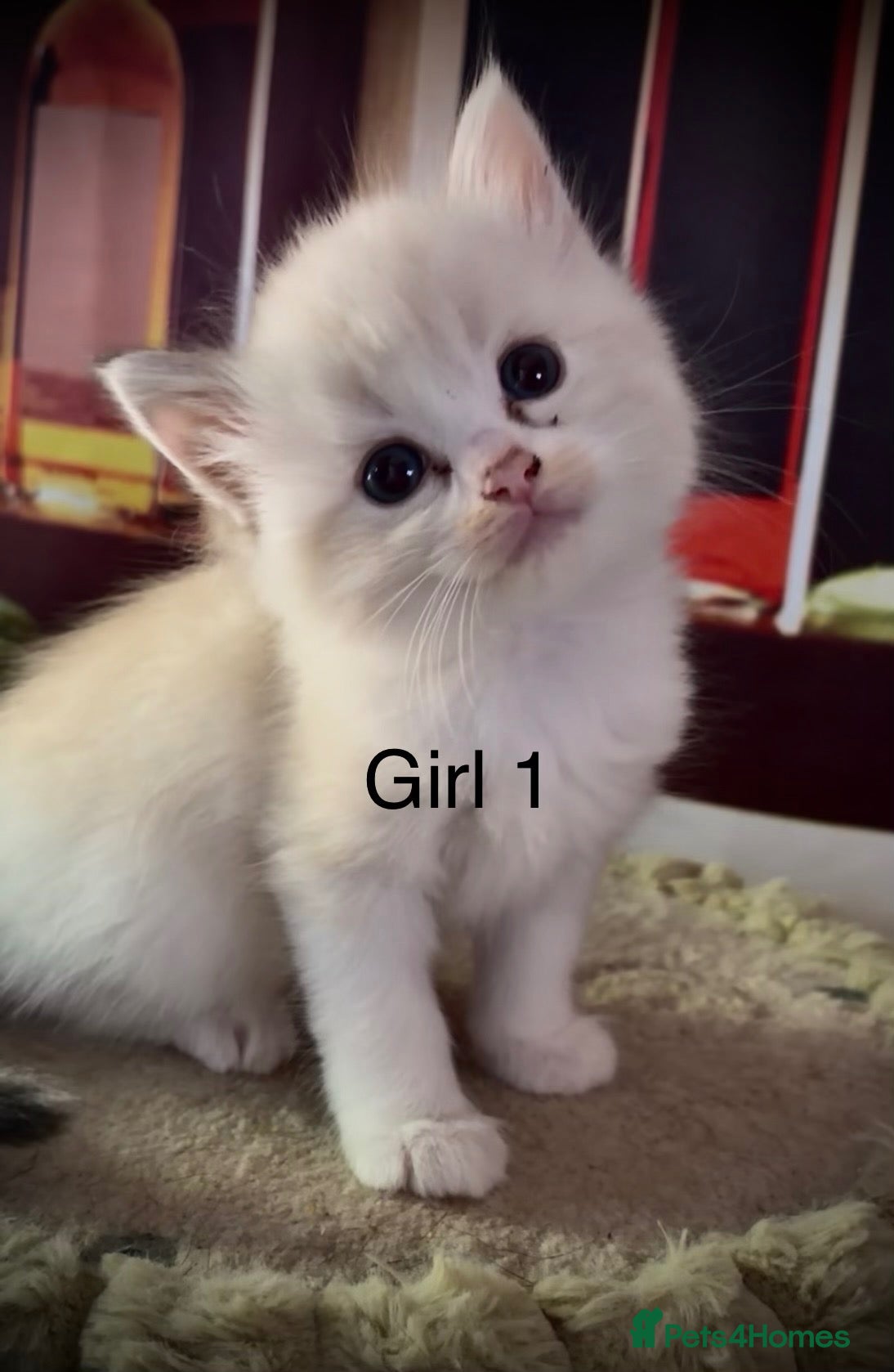 Ragdoll cats 3 beautiful ragdolls & 2 Persians - Advert 5