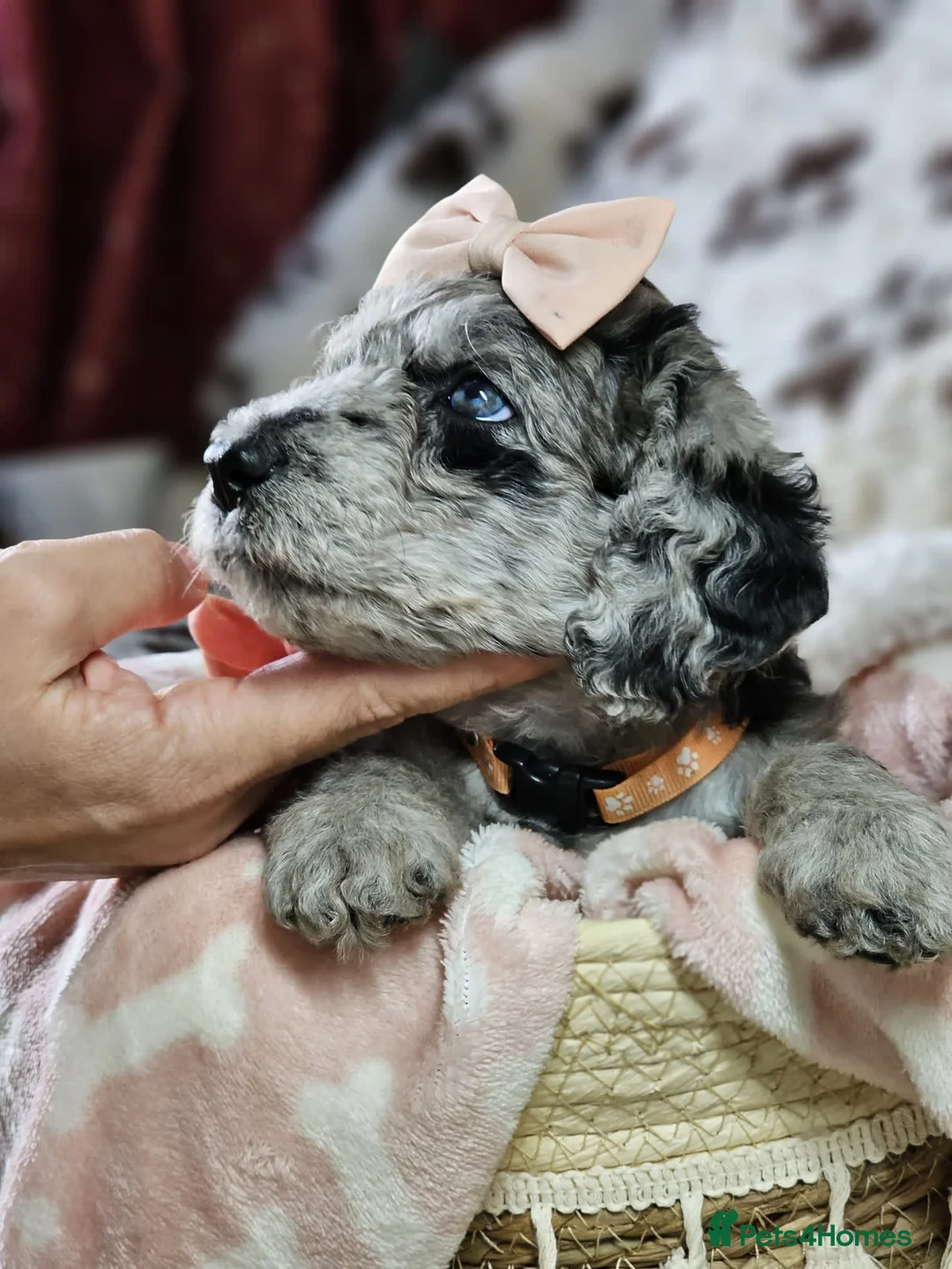 Labradoodle dogs for stud: Gorgeous blue Merle labradoodle stud in Swadlincote - Advert 30