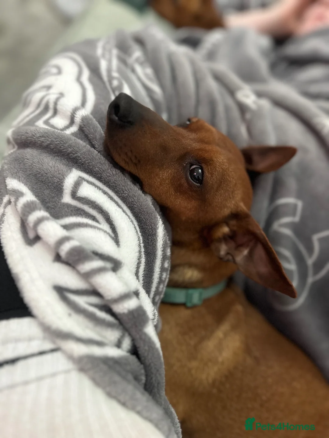 Miniature Pinscher dogs for sale: Blue Miniature Doberman Pinscher Stag Red  - Advert 9