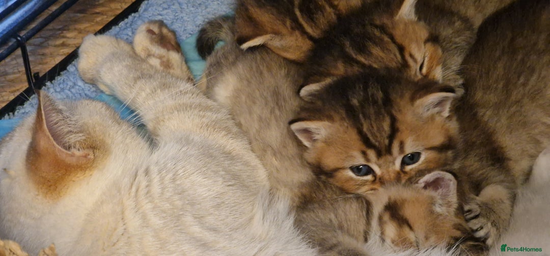 British Shorthair cats for sale: GOLDEN & COLOURPOINT BSH KITTENS, READY TO GO! - Image 14