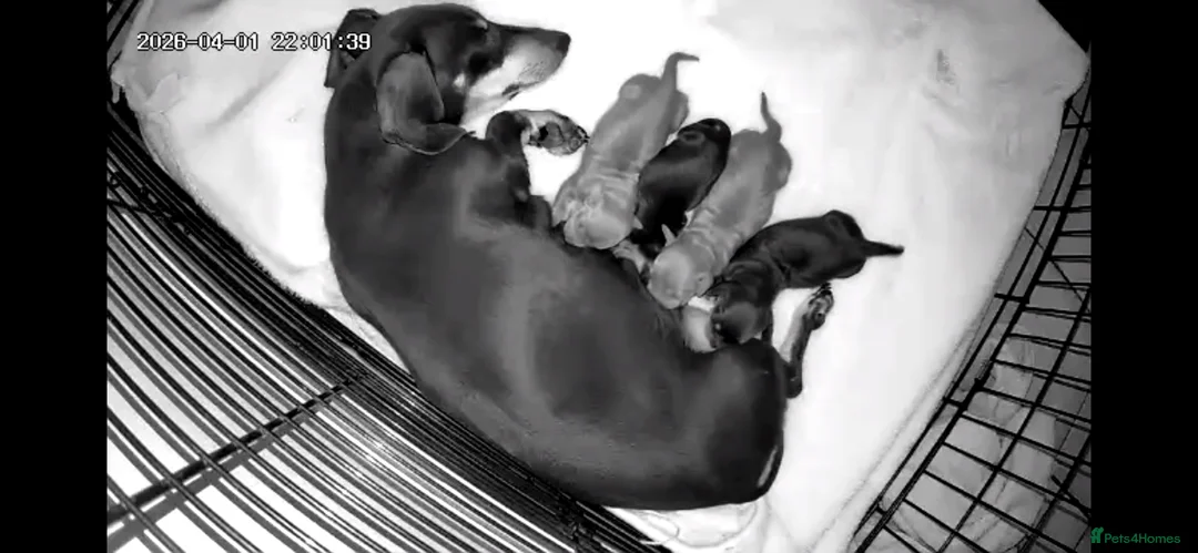 Miniature Dachshund dogs for sale: Miniature dachshund puppies.  - Advert 6