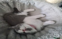 British Shorthair cats for sale: Last kitten available  - Image 2