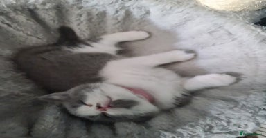 British Shorthair cats - Advert 10