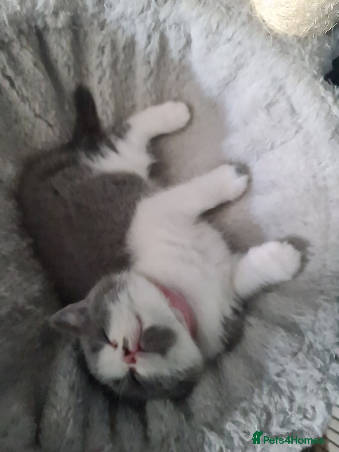 British Shorthair cats for sale: Last kitten available  - Image 2