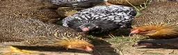 Chickens poultry for sale: Wyandotte POL - Advert 2