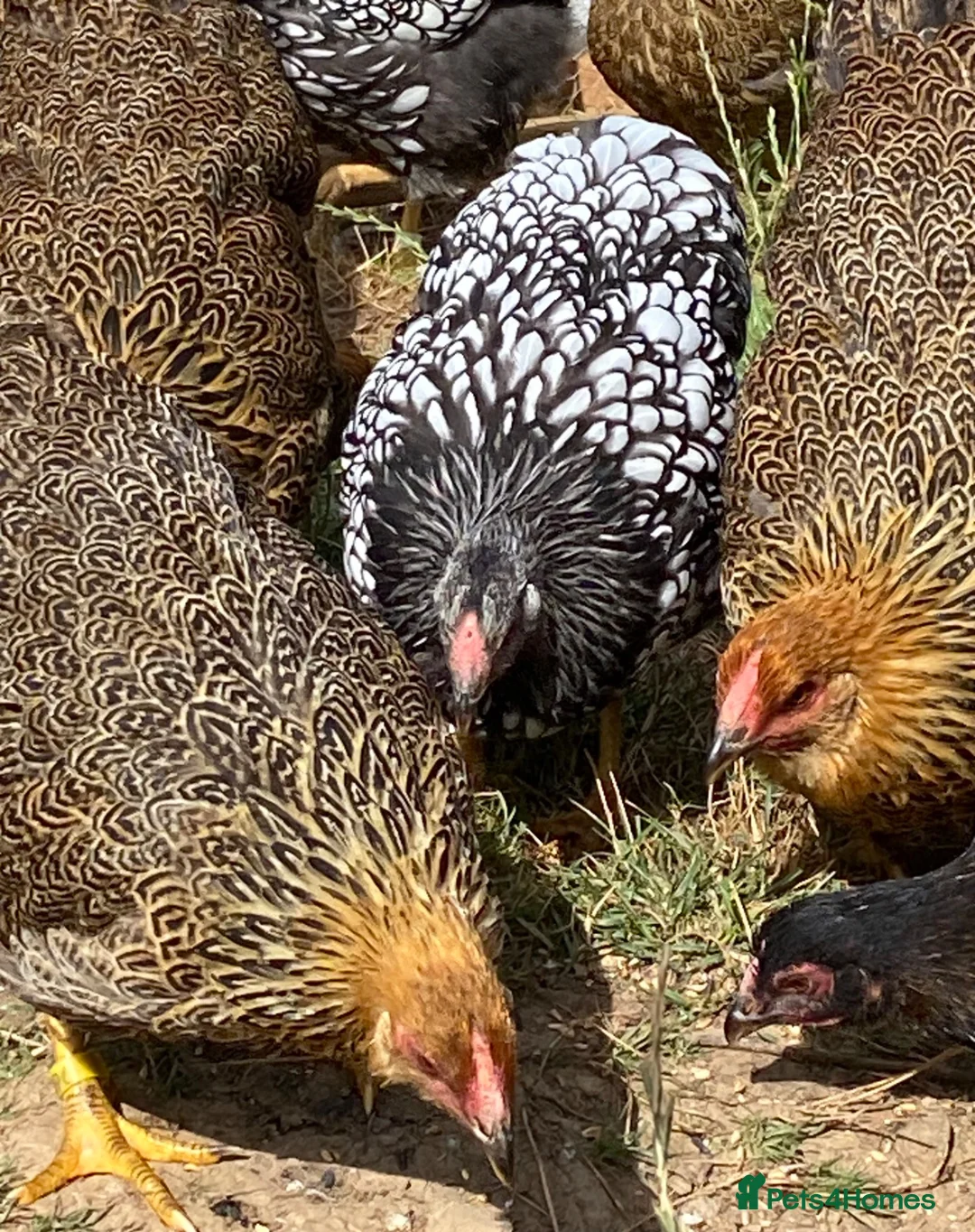 Chickens poultry for sale: Wyandotte POL - Advert 2