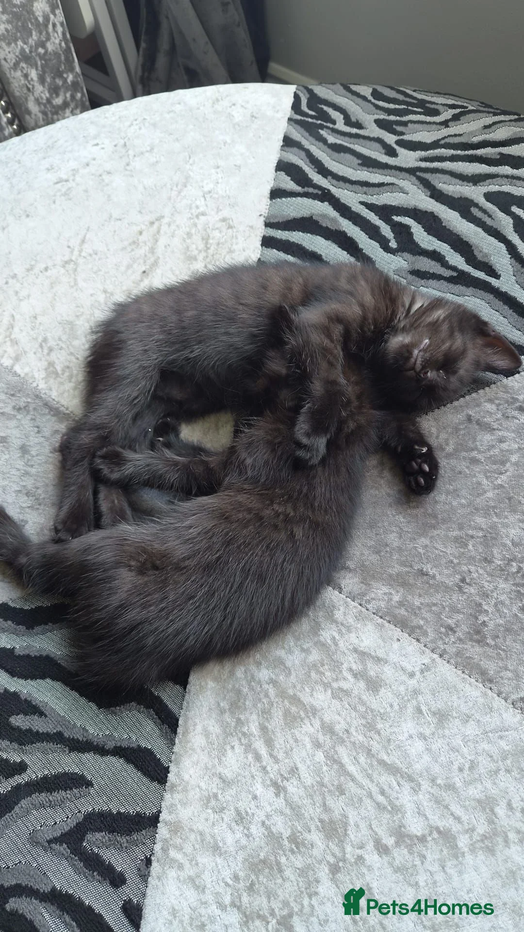 Mixed Breed cats for sale: One black kitten remaining  in Dalkeith - Advert 5