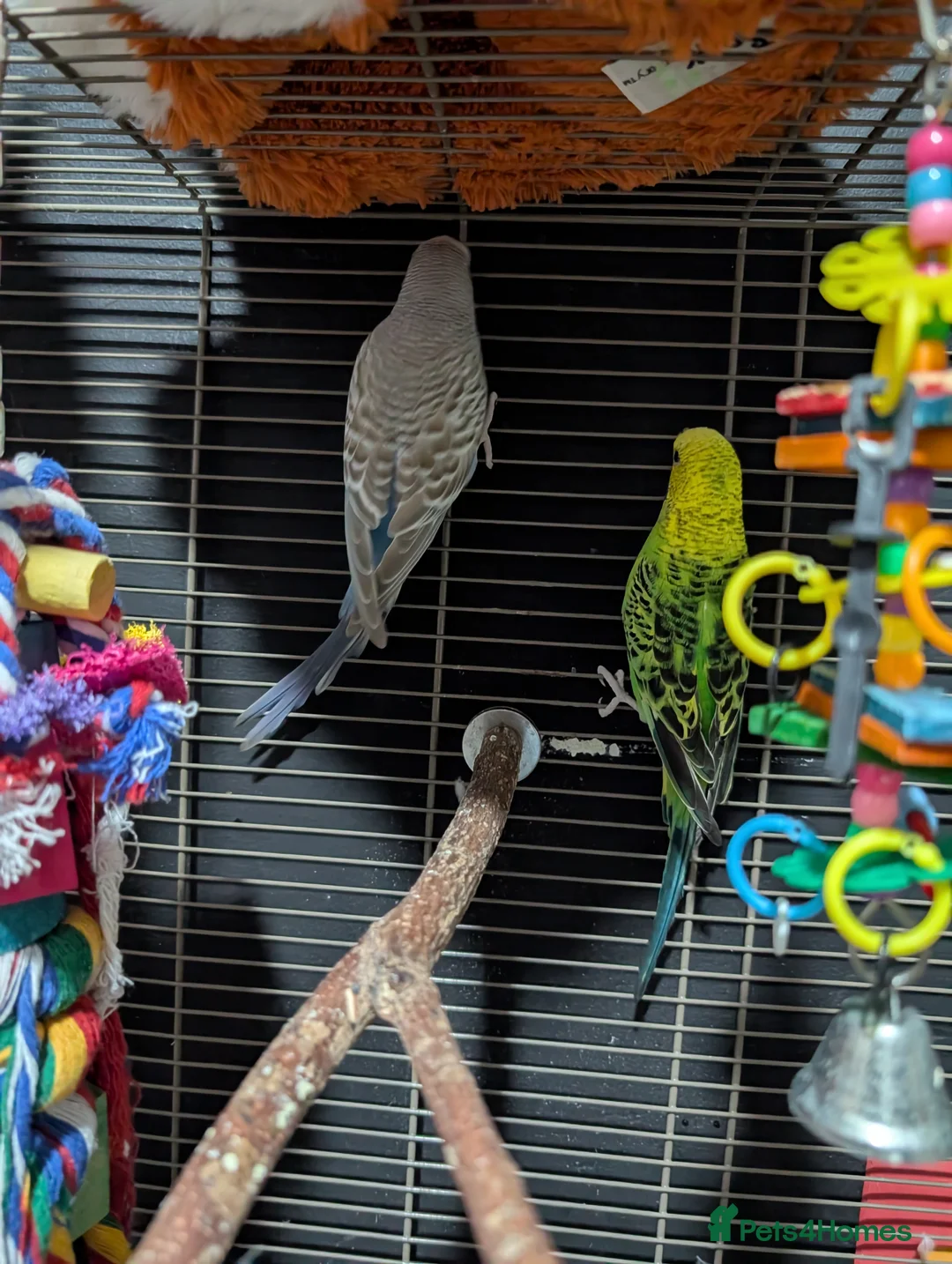 Budgerigars birds for sale: Budgies for sale in Chester - Advert 2