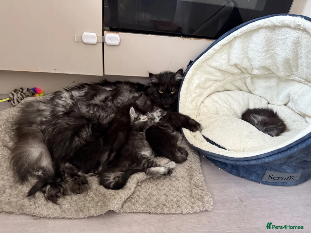 Maine Coon cats for sale: Maine coon kittens - Advert 13
