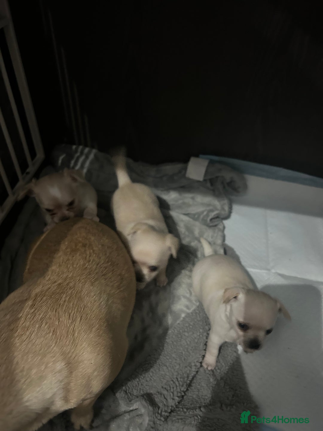 Chihuahua dogs for sale: Puppies chihuahuas 1 boy and 2 little princesses  - Image 13