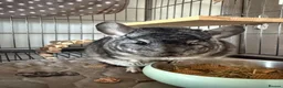 Chinchilla rodents for sale: Male Chinchilla 1.5y with cage full setup in Coalville - Advert 1