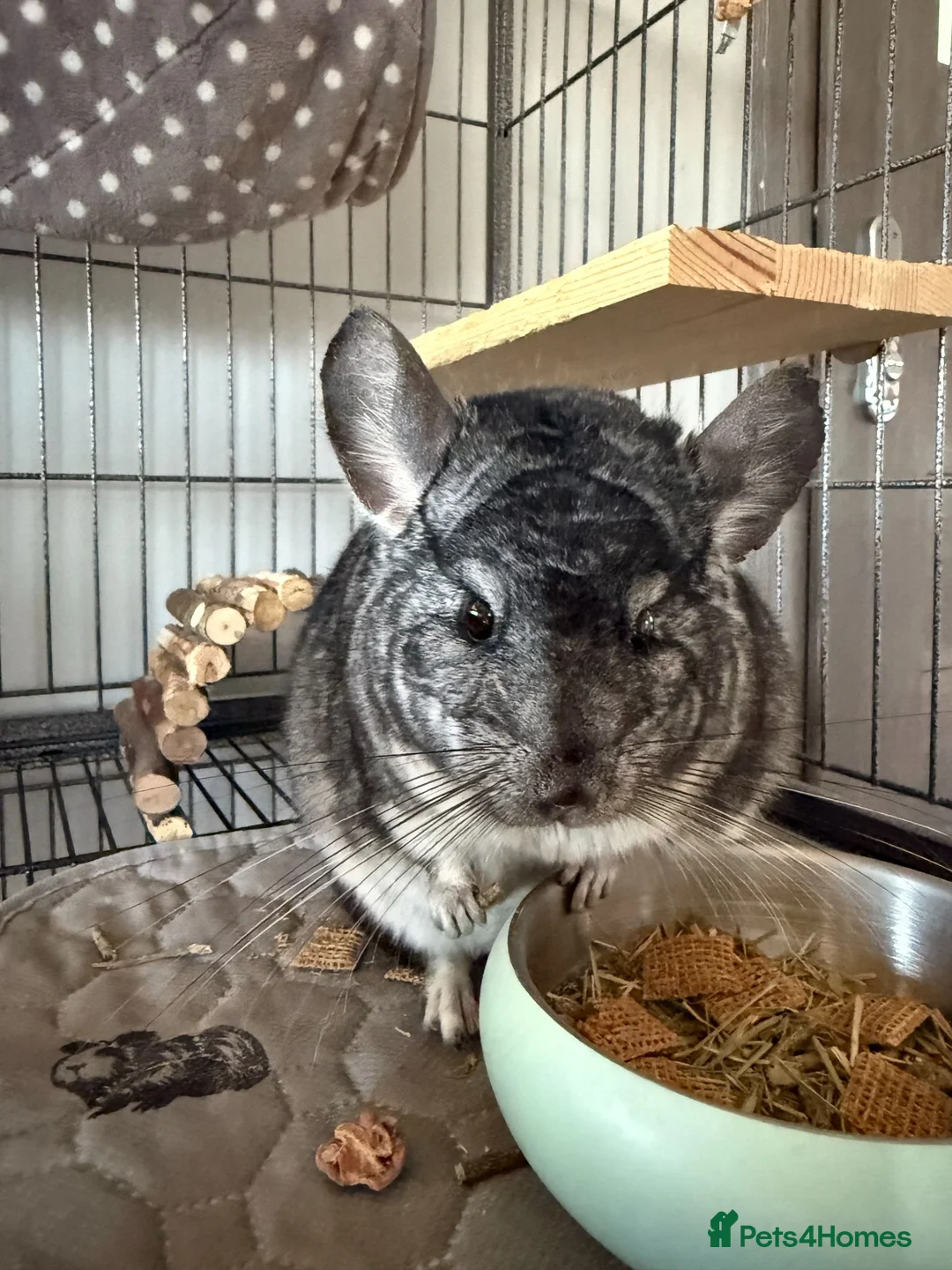 Chinchilla rodents for sale: Male Chinchilla 1.5y with cage full setup in Coalville - Advert 1