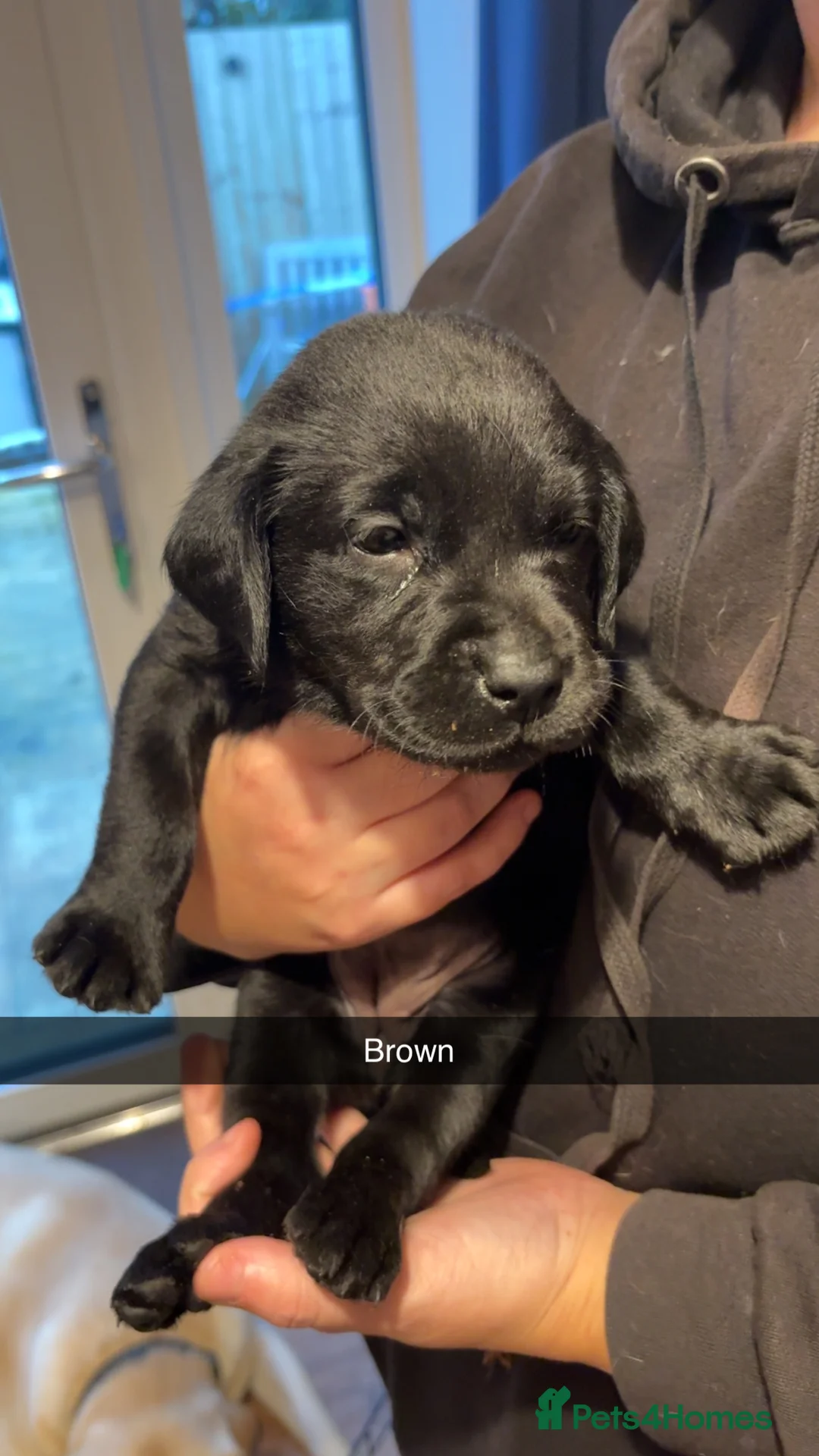 Labrador Retriever dogs for sale: Purebred Labrador  - Advert 2