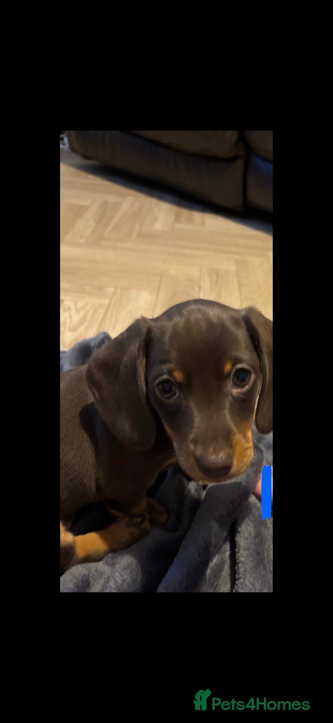 Miniature Dachshund dogs for sale: Chocolate & Tan smooth haired miniature dachshund  - Advert 3