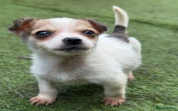 Jack Russell dogs for sale: The cutest little Jack Russel pups ❤️ - Image 17