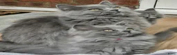 British Longhair cats for sale: Gorgeous British Blue longhair kittens - Advert 3