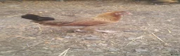 Chickens poultry for sale: Olive eggers, buff Orpingtons, cream legbars  - Advert 2