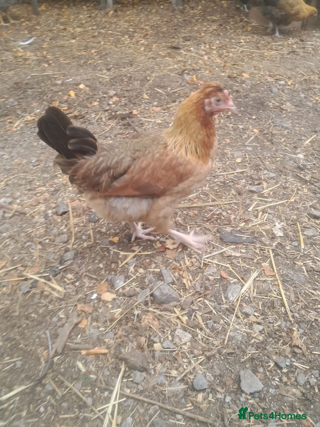 Chickens poultry for sale: Olive eggers, buff Orpingtons, cream legbars  - Advert 2