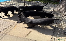 Labrador Retriever dogs for sale: Stunning black Labrador puppies  - Image 16