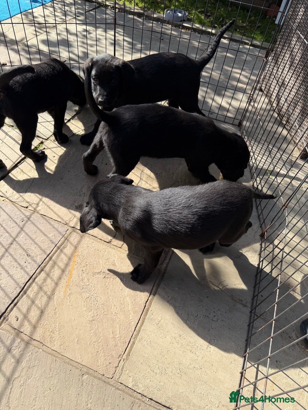 Labrador Retriever dogs for sale: Stunning black Labrador puppies  - Image 16