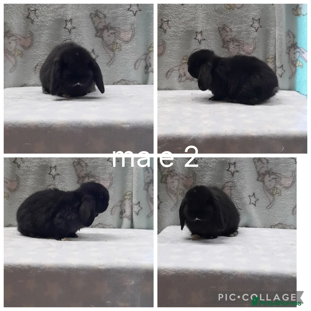 Mini Lop rabbits for sale: Gorgeous mini lop rabbits ready now  - Advert 2